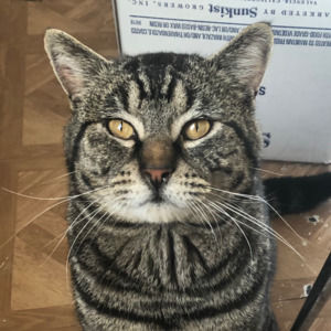 Meet your Posher, Daisy